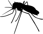 mosquito-3643252__340